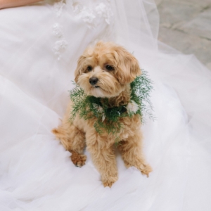 flower collar for dog at september wedding florals in new orleans by kim starr wise event florist